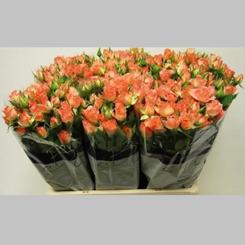 Trandafiri cu ramificatie Portocalii, 40/50 cm, Pachet (10 buc.)